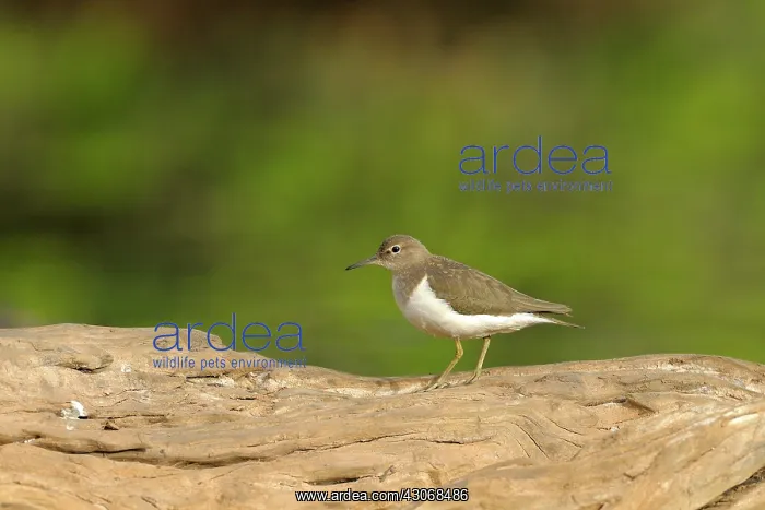  : Common Sandpiper