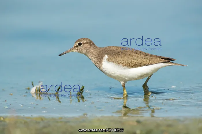 : Common Sandpiper : Common Sandpiper