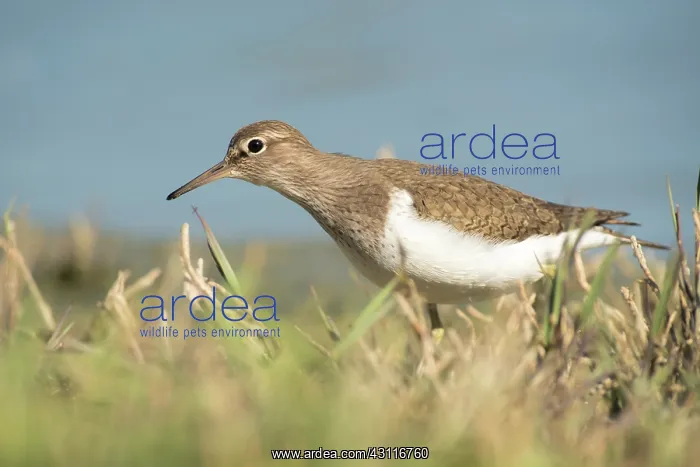 : Common Sandpiper : Common Sandpiper