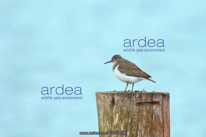 : Common Sandpiper : Common Sandpiper
