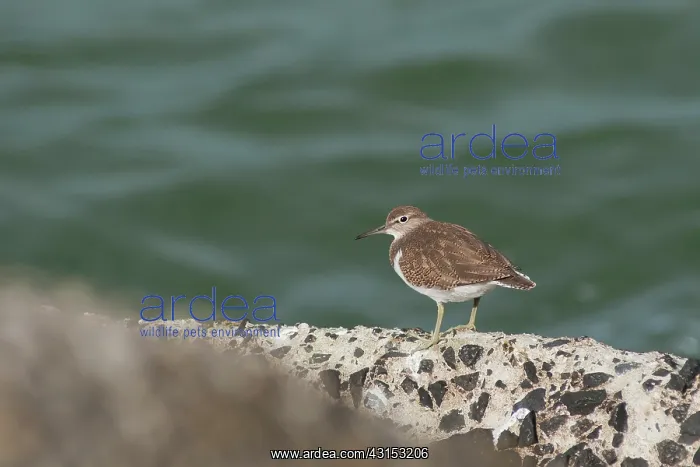 : Common Sandpiper : Common Sandpiper