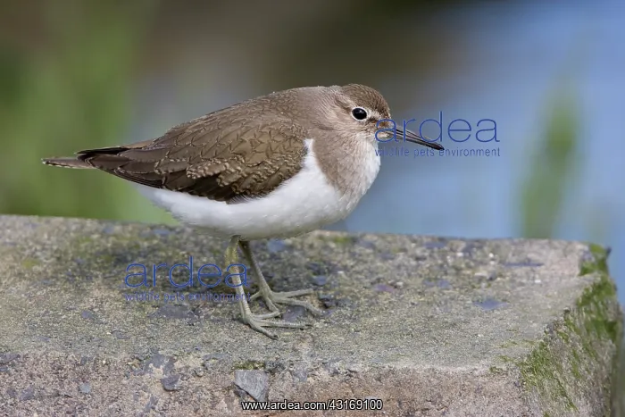 : Common Sandpiper : Common Sandpiper