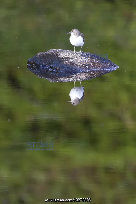 : Common Sandpiper (Actitis hypoleucos) standing : Common Sandpiper (Actitis hypoleucos) standing