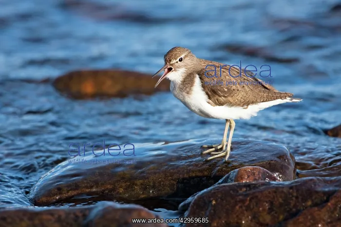 : Common Sandpiper - adult calling by edge of lake : Common Sandpiper - adult calling by edge of lake