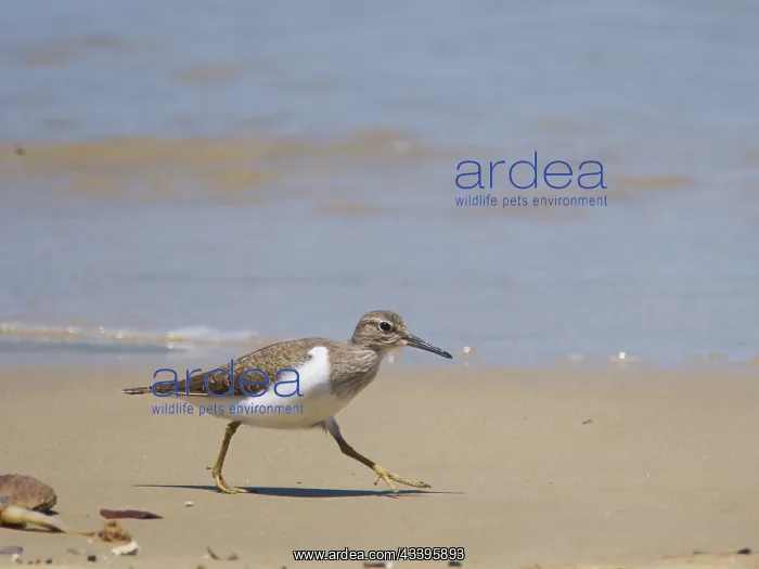 : Common Sandpiper on beach Actitis hypoleucos Sab : Common Sandpiper on beach Actitis hypoleucos Sab