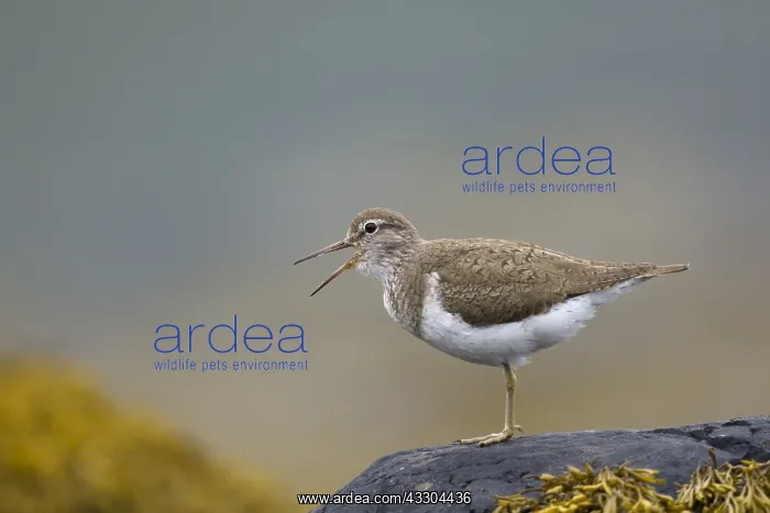 : Common Sandpiper - calling on lochside territory : Common Sandpiper - calling on lochside territory