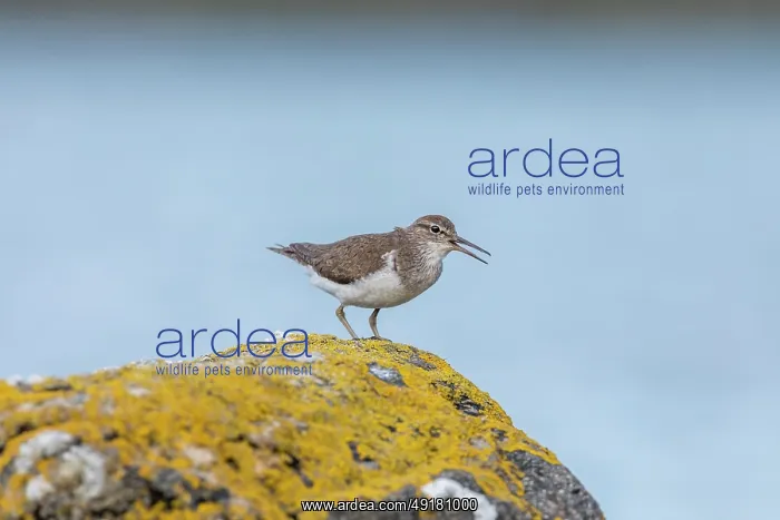  : Common Sandpiper - Calling - UK