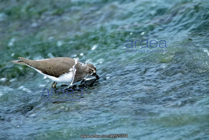  : Common SANDPIPER - feeding in a fast flowing stream