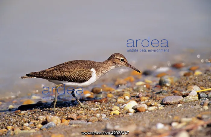 : Common SANDPIPER - Feeding on lake edge : Common SANDPIPER - Feeding on lake edge