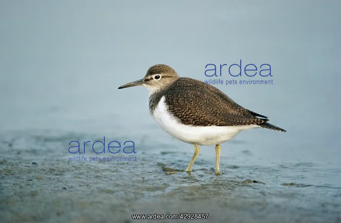: Common SANDPIPER - Feeding on lake edge : Common SANDPIPER - Feeding on lake edge