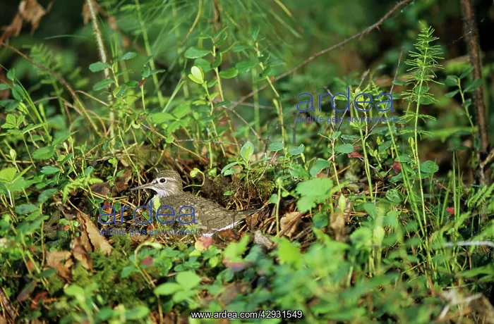 : Common Sandpiper - on nest : Common Sandpiper - on nest