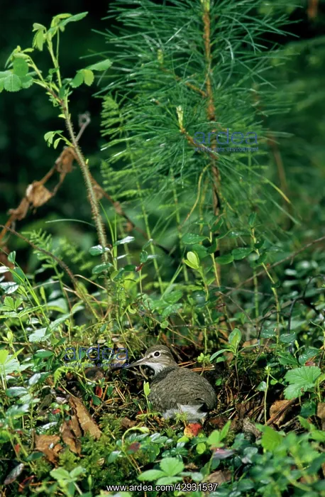 : Common Sandpiper - on the nest; common but difficult : Common Sandpiper - on the nest; common but difficult