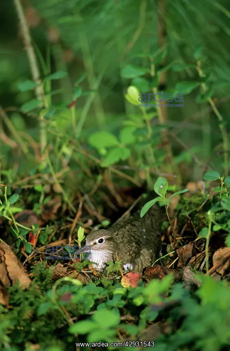 : Common Sandpiper - on the nest; common but difficult : Common Sandpiper - on the nest; common but difficult