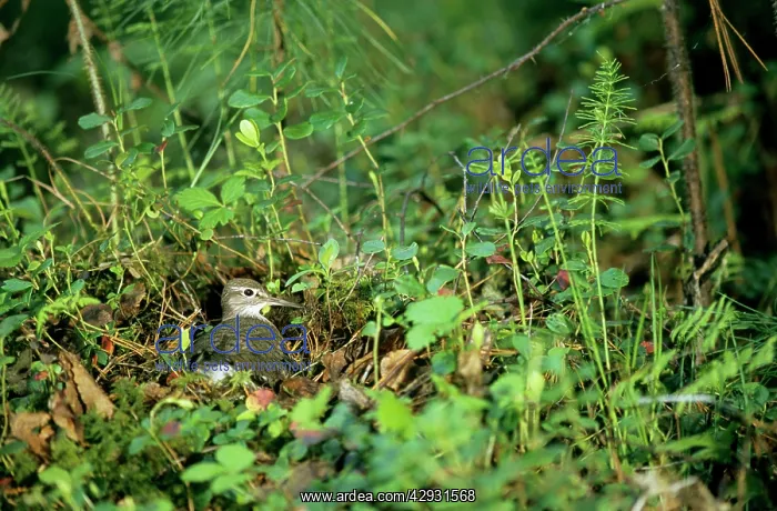 : Common Sandpiper - on nest; common but difficult : Common Sandpiper - on nest; common but difficult