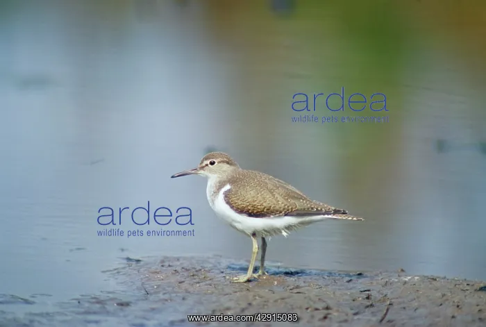 : Common SANDPIPER - side profile : Common SANDPIPER - side profile