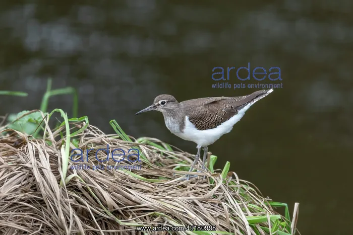  : Common Sandpiper - River Bank - UK