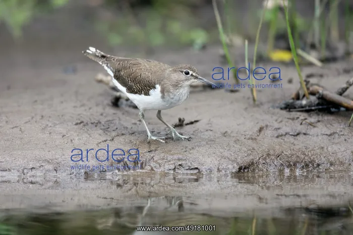  : Common Sandpiper - River Bank - UK