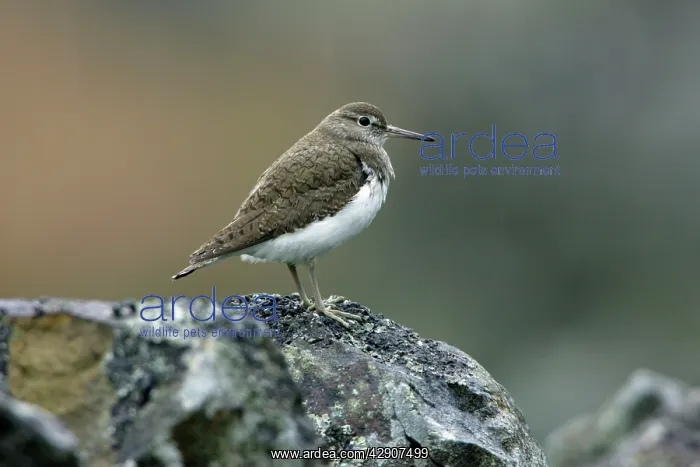 : Common Sandpiper - sitting on stone wall : Common Sandpiper - sitting on stone wall
