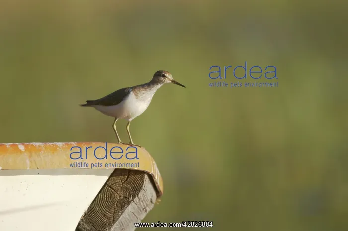 : Common Sandpiper - On Small Boat : Common Sandpiper - On Small Boat