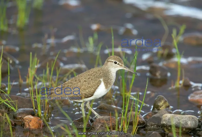 : Common Sandpiper - Standing on pebbles beside water : Common Sandpiper - Standing on pebbles beside water