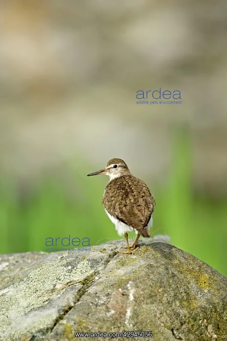 : Common Sandpiper - Standing on rock : Common Sandpiper - Standing on rock