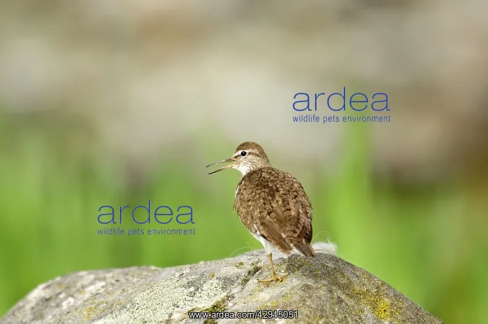 : Common Sandpiper - Standing on rock calling : Common Sandpiper - Standing on rock calling