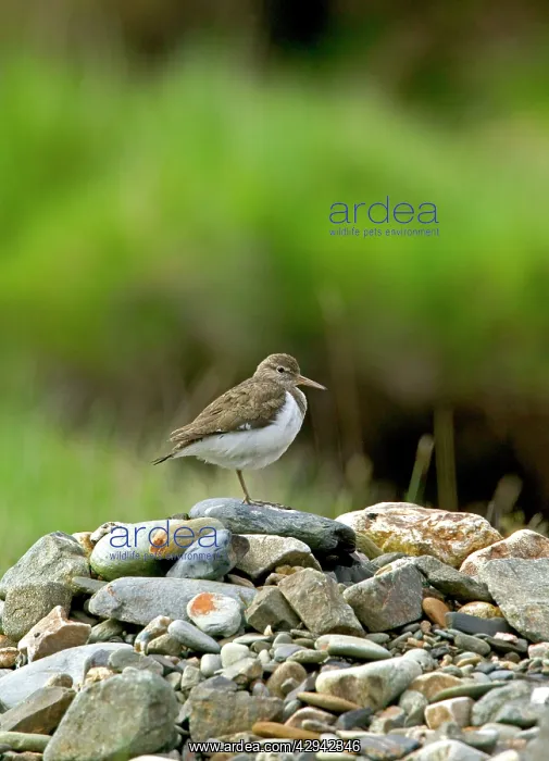 : Common Sandpiper - Standing on rocks in river bed : Common Sandpiper - Standing on rocks in river bed