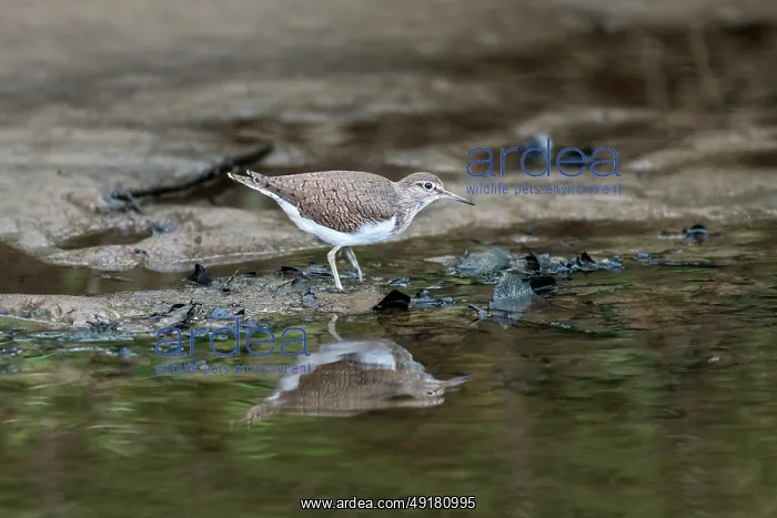  : Common Sandpiper - in Water - UK