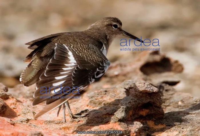  : Common Sandpiper - wing stretching