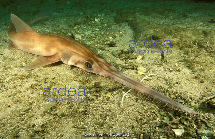 : COMMON SAWSHARK : COMMON SAWSHARK