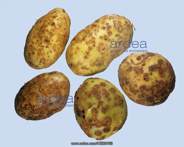 : Common scab : Common scab