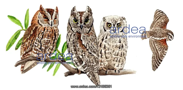 : Common Scops-Owl : Common Scops-Owl