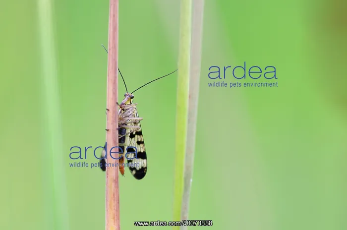 : Common Scorpionfly : Common Scorpionfly