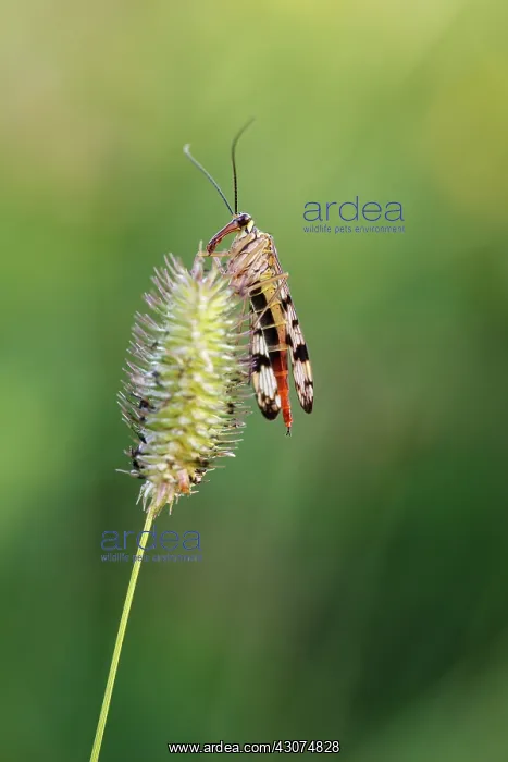 : Common Scorpionfly : Common Scorpionfly