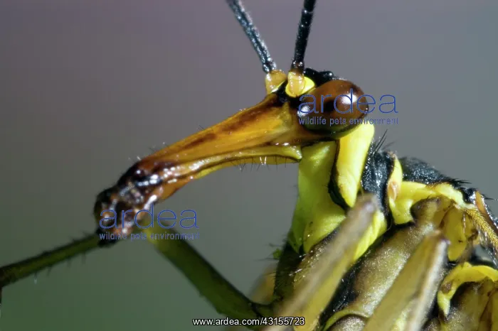 : Common Scorpionfly : Common Scorpionfly