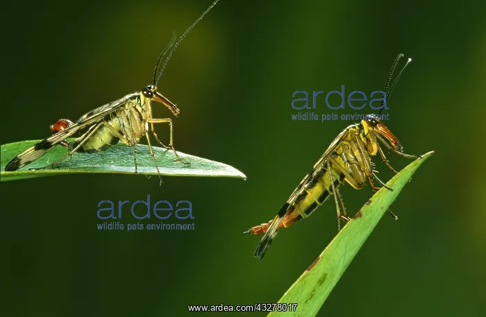 : Common Scorpionfly (Panorpa communis) male and : Common Scorpionfly (Panorpa communis) male and
