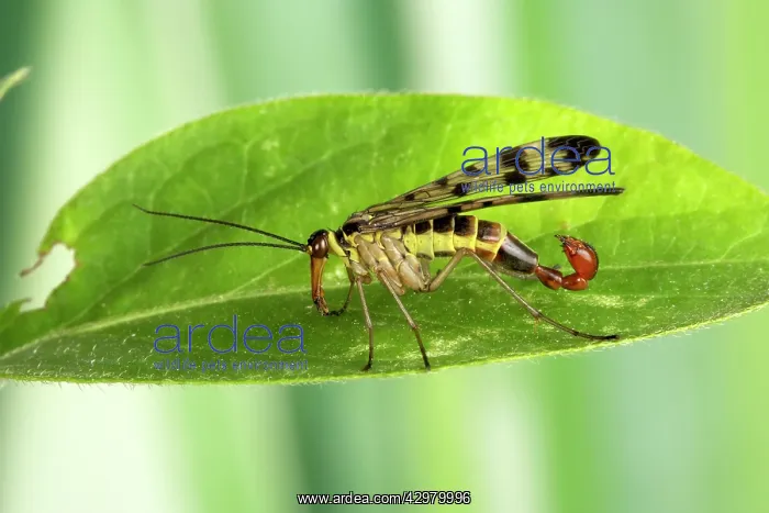 : Common Scorpionfly - the recurved abdomen is used : Common Scorpionfly - the recurved abdomen is used