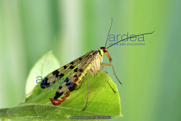 : Common Scorpionfly - the recurved abdomen is used : Common Scorpionfly - the recurved abdomen is used