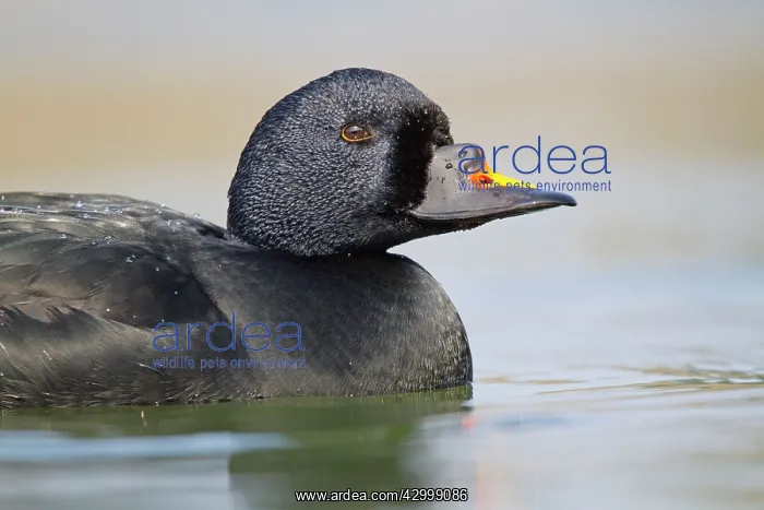  : Common Scoter