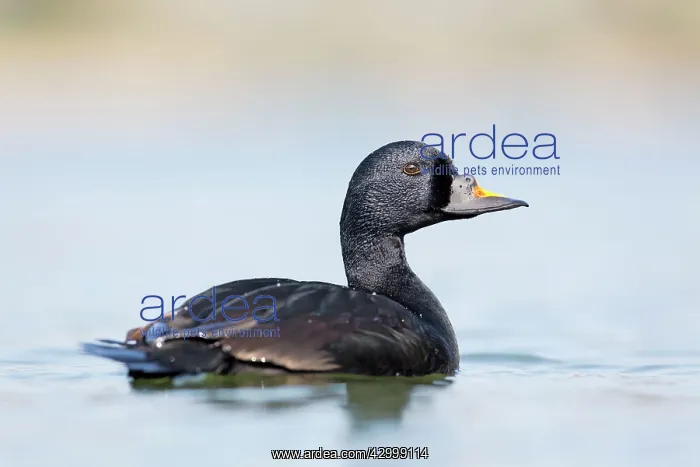  : Common Scoter