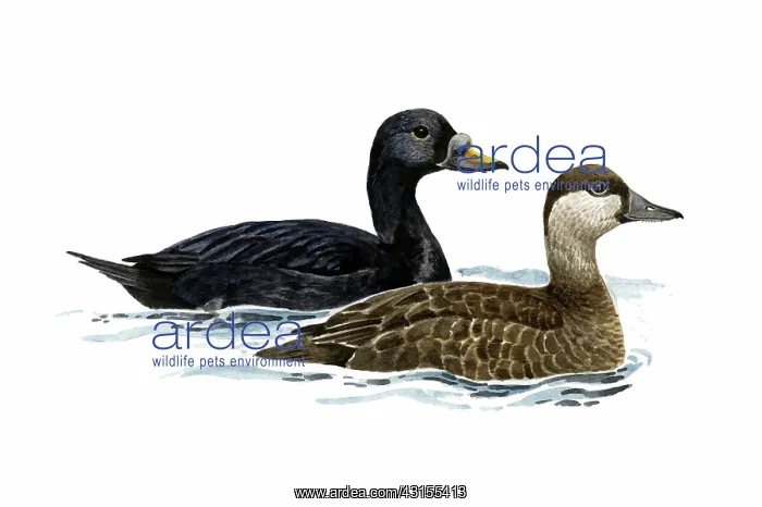 : Common Scoter : Common Scoter