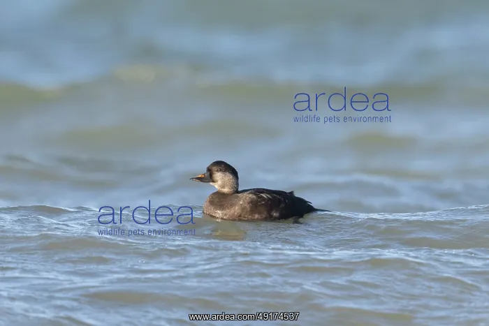 : Common Scoter drake : Common Scoter drake