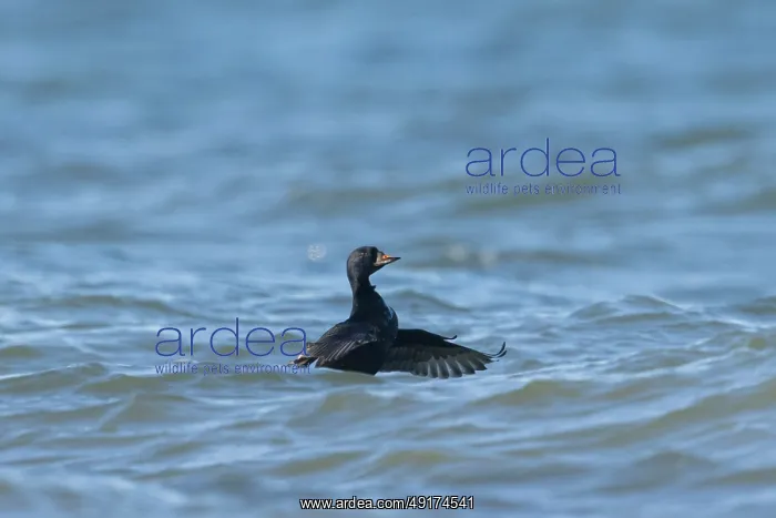 : Common Scoter drake : Common Scoter drake