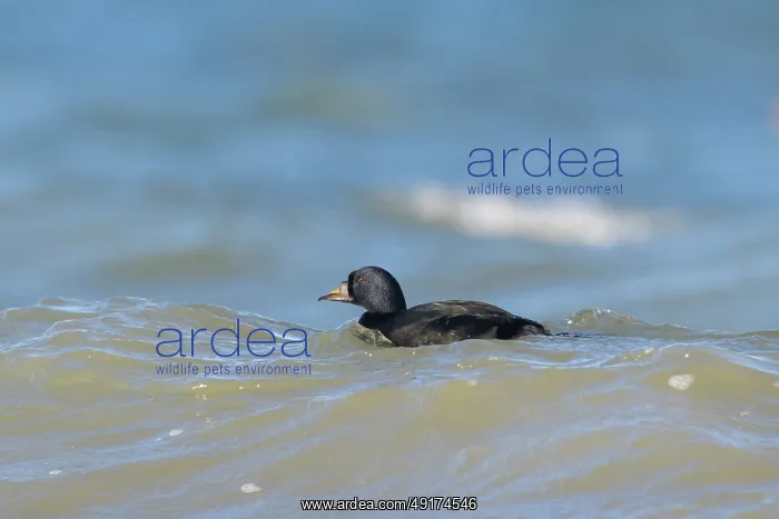 : Common Scoter drake : Common Scoter drake