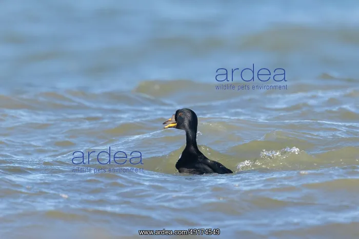 : Common Scoter drake : Common Scoter drake