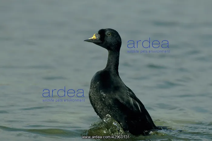 : Common Scoter drake displaying : Common Scoter drake displaying