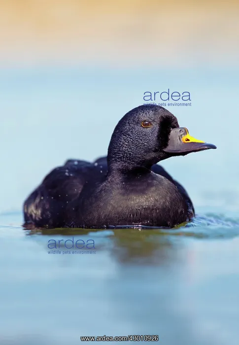 : Common Scoter - drake in winter : Common Scoter - drake in winter