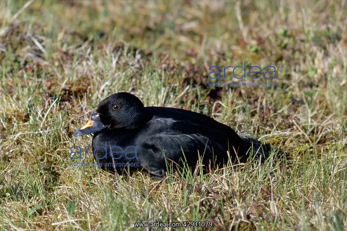 : COMMON SCOTER DUCK - on grass : COMMON SCOTER DUCK - on grass