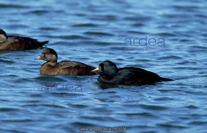 : Common Scoter Duck - pair : Common Scoter Duck - pair