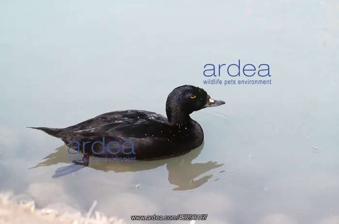 : COMMON SCOTER DUCK - on water : COMMON SCOTER DUCK - on water